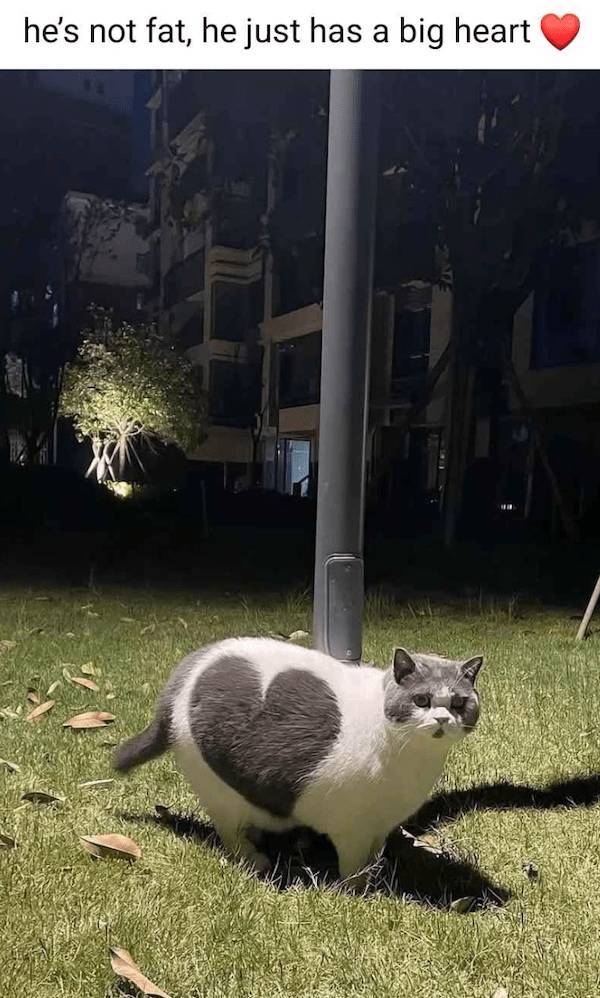 Absolutely No Thoughts, Just Memes