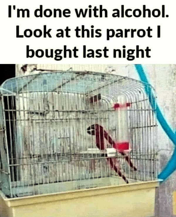 Absolutely No Thoughts, Just Memes