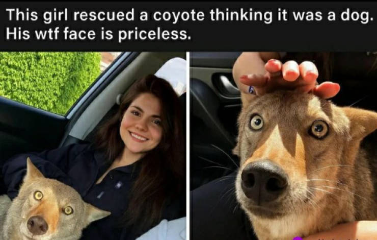 certified dank memes you need right now 38 pics 9.html - 38 HD Photos | Premium Gallery 2026