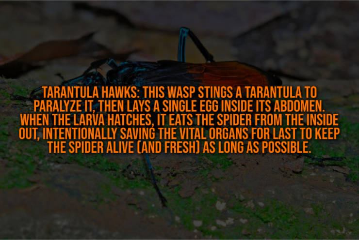 These Creepy Facts Will Haunt You