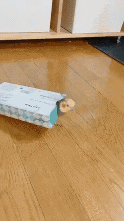 daily gifdump 41 gifs 2.html - 1 HD GIF | Premium Gallery 2026