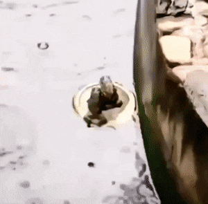 daily gifdump 41 gifs 2.html - 1 HD GIF | Premium Gallery 2026