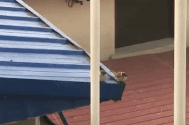 daily gifdump 41 gifs 2.html - 1 HD GIF | Premium Gallery 2026