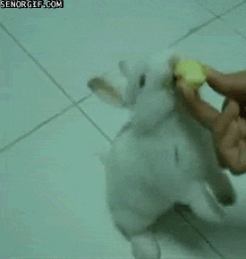 daily gifdump 41 gifs 2.html - 1 HD GIF | Premium Gallery 2026