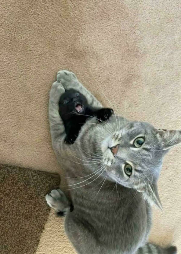 Cats Being Their Adorable Selves