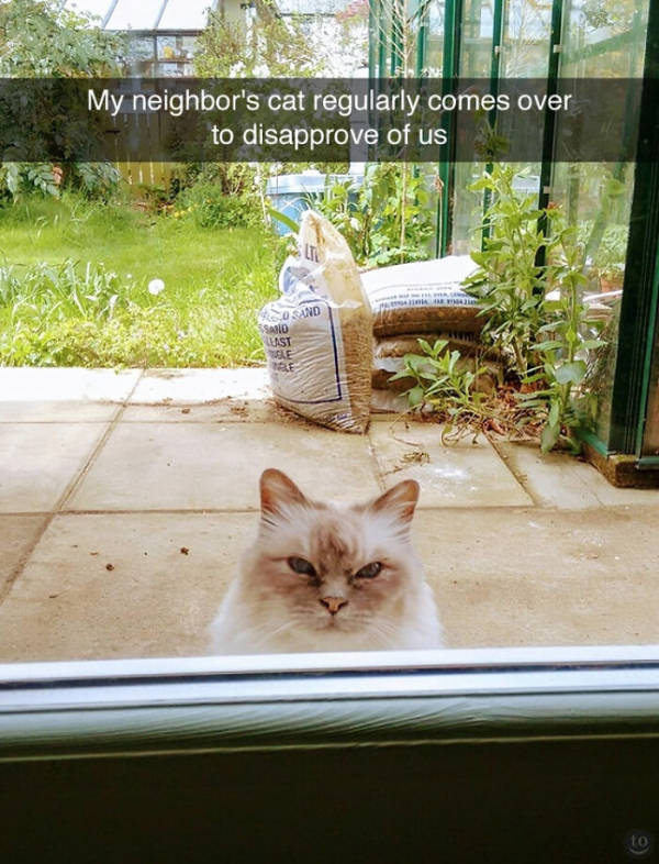 cats being their adorable selves 32 pics 13.html - 32 HD Photos | Premium Gallery 2026