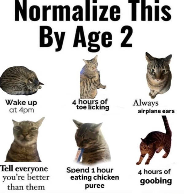 cats being their adorable selves 32 pics 13.html - 32 HD Photos | Premium Gallery 2026