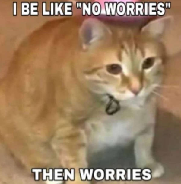 cats being their adorable selves 32 pics 13.html - 32 HD Photos | Premium Gallery 2026