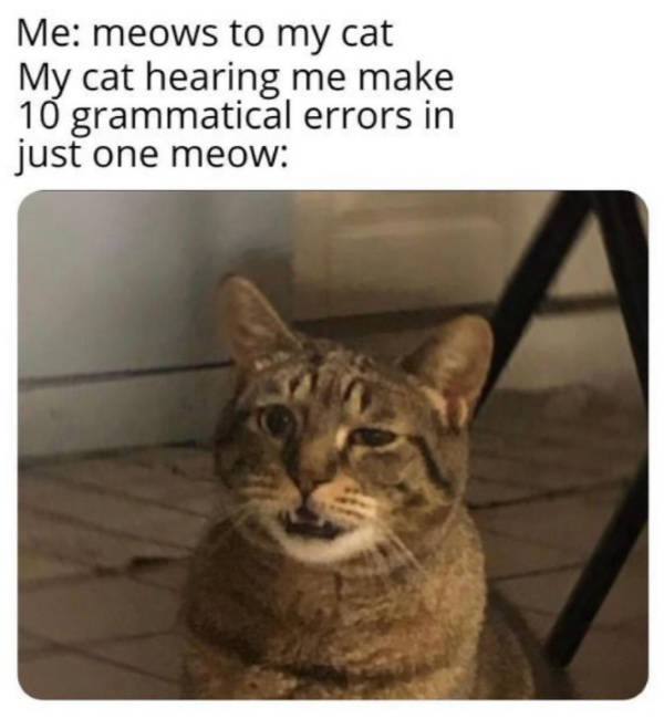 cats being their adorable selves 32 pics 13.html - 32 HD Photos | Premium Gallery 2026