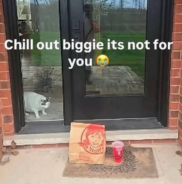 cats being their adorable selves 32 pics 13.html - 32 HD Photos | Premium Gallery 2026