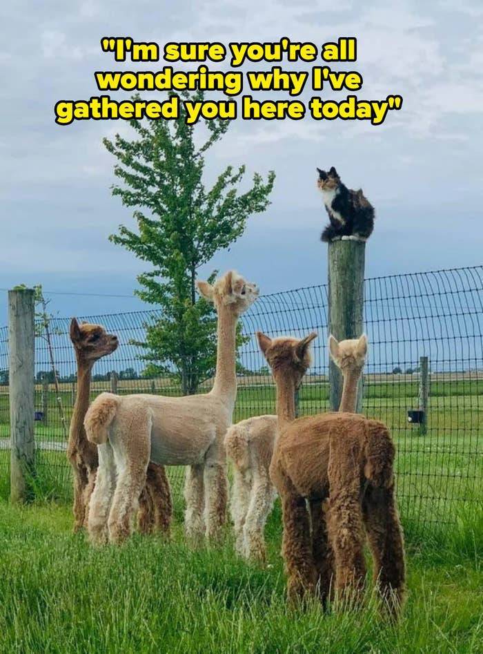 These Pics Are Comedy Gold