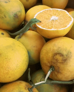 daily gifdump 47 gifs 1.html - 1 HD GIF | Premium Gallery 2026