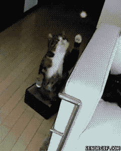 daily gifdump 47 gifs 1.html - 1 HD GIF | Premium Gallery 2026