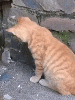 daily gifdump 47 gifs 1.html - 1 HD GIF | Premium Gallery 2026