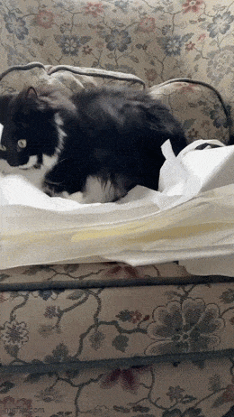 daily gifdump 47 gifs 1.html - 1 HD GIF | Premium Gallery 2026