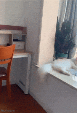 daily gifdump 47 gifs 1.html - 1 HD GIF | Premium Gallery 2026