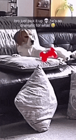 daily gifdump 50 gifs 10.html - 1 HD GIF | Premium Gallery 2026