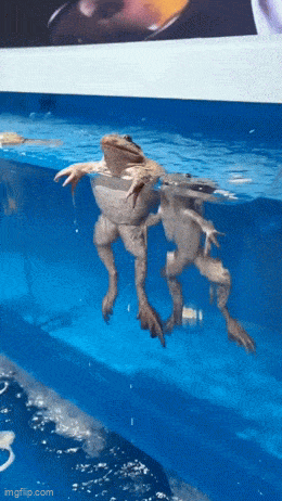 daily gifdump 50 gifs 10.html - 1 HD GIF | Premium Gallery 2026