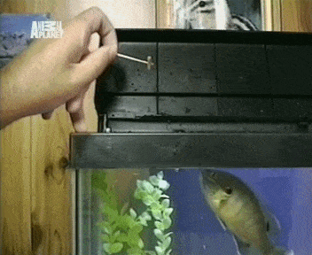 daily gifdump 50 gifs 10.html - 1 HD GIF | Premium Gallery 2026