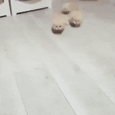 daily gifdump 50 gifs 10.html - 1 HD GIF | Premium Gallery 2026