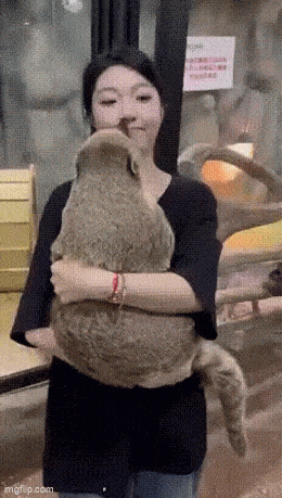 daily gifdump 50 gifs 10.html - 1 HD GIF | Premium Gallery 2026