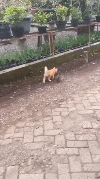 daily gifdump 50 gifs 10.html - 1 HD GIF | Premium Gallery 2026