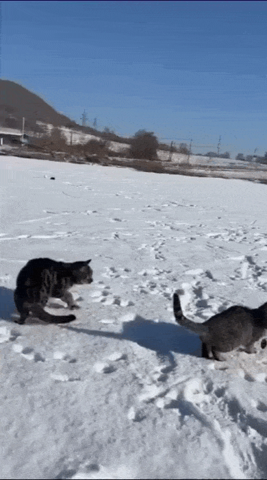 daily gifdump 50 gifs 10.html - 1 HD GIF | Premium Gallery 2026