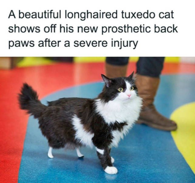 Wholesome Pictures That Feel Like a Warm Hug