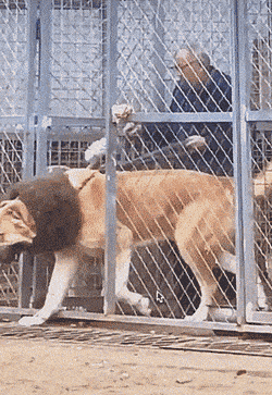 daily gifdump 48 gifs 6.html - 1 HD GIF | Premium Gallery 2026