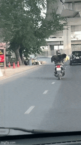 daily gifdump 48 gifs 6.html - 1 HD GIF | Premium Gallery 2026