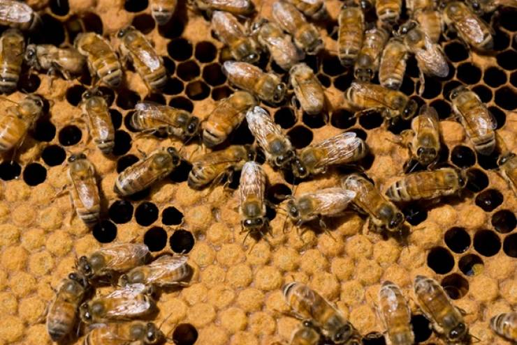 Random Facts Nobody Asked For