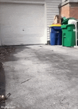 daily gifdump 49 gifs 9.html - 1 HD GIF | Premium Gallery 2026