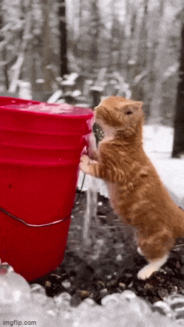 daily gifdump 49 gifs 9.html - 1 HD GIF | Premium Gallery 2026