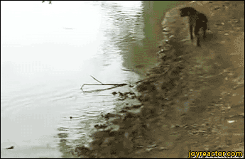 daily gifdump 49 gifs 9.html - 1 HD GIF | Premium Gallery 2026