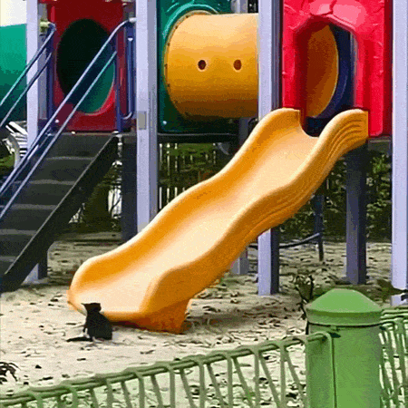 daily gifdump 49 gifs 9.html - 1 HD GIF | Premium Gallery 2026