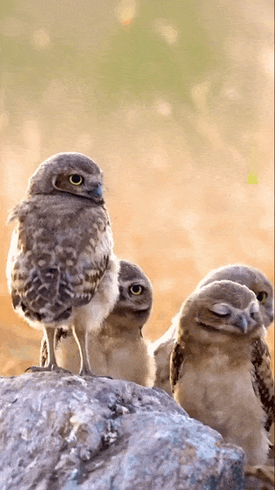 daily gifdump 49 gifs 9.html - 1 HD GIF | Premium Gallery 2026