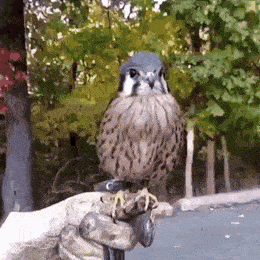 daily gifdump 49 gifs 9.html - 1 HD GIF | Premium Gallery 2026