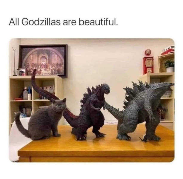 cats being absolute weirdos 37 pics 5.html - 37 HD Photos | Premium Gallery 2026