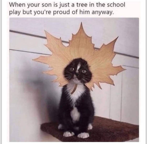 cats being absolute weirdos 37 pics 5.html - 37 HD Photos | Premium Gallery 2026