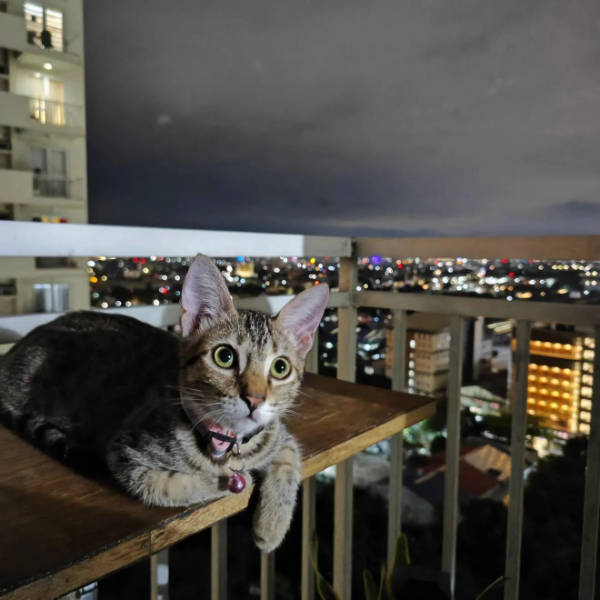 cats being absolute weirdos 37 pics 5.html - 37 HD Photos | Premium Gallery 2026