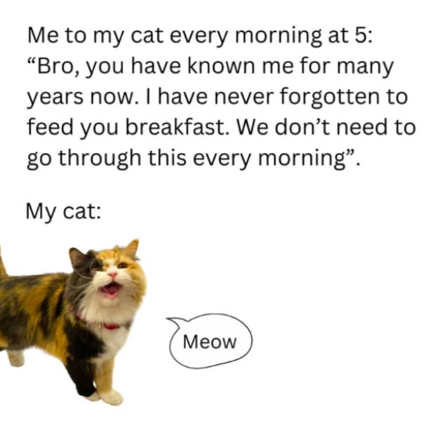 cats being absolute weirdos 37 pics 5.html - 37 HD Photos | Premium Gallery 2026