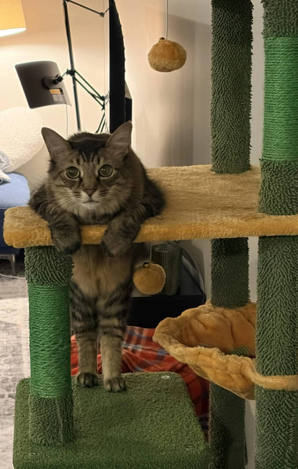 Cats Being Absolute Weirdos