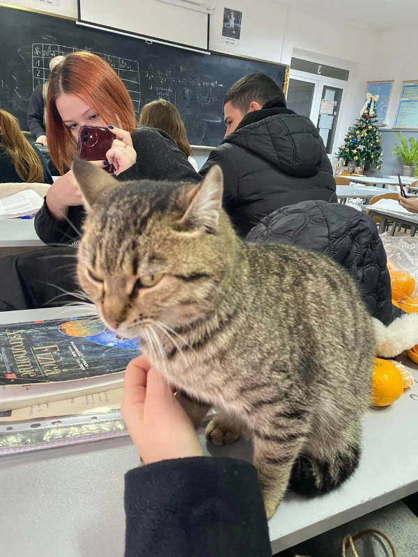 Cats Being Absolute Weirdos