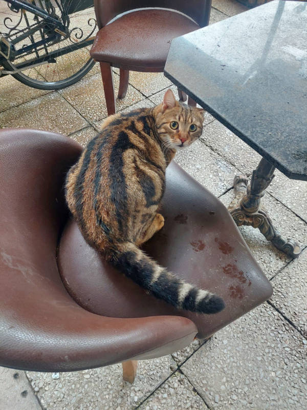 Cats Being Absolute Weirdos