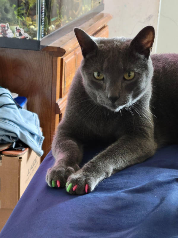 cats being absolute weirdos 37 pics 5.html - 37 HD Photos | Premium Gallery 2026