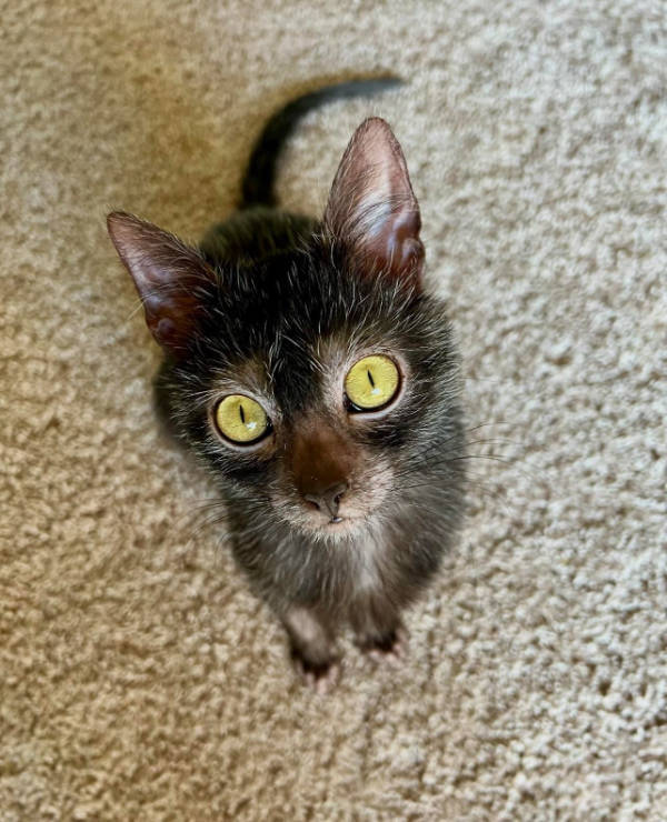 cats being absolute weirdos 37 pics 5.html - 37 HD Photos | Premium Gallery 2026