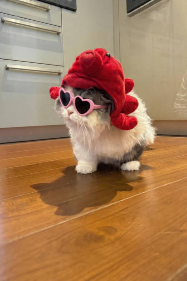 cats being absolute weirdos 37 pics 5.html - 37 HD Photos | Premium Gallery 2026