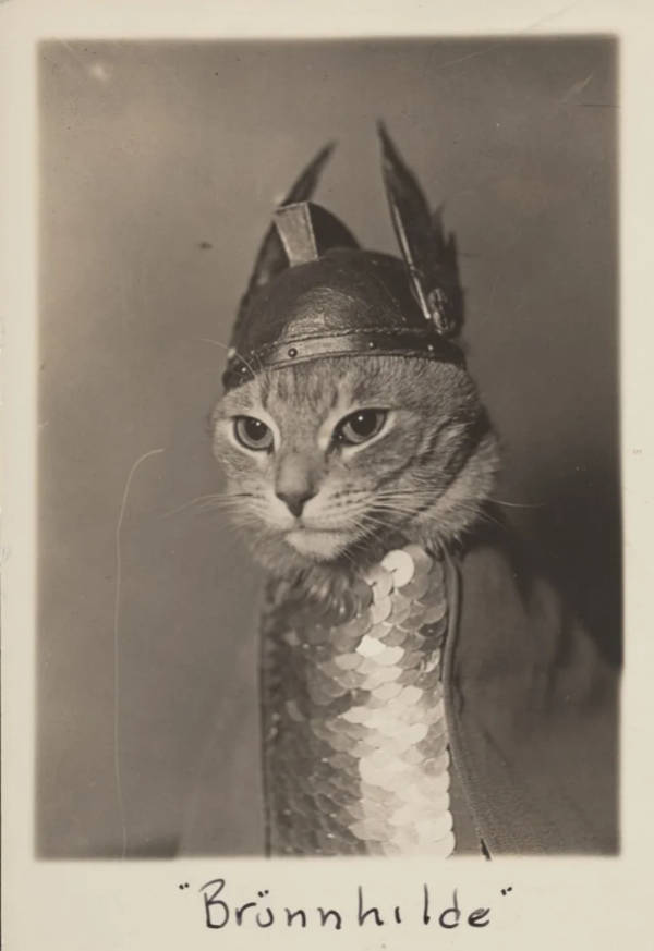 cats being absolute weirdos 37 pics 5.html - 37 HD Photos | Premium Gallery 2026