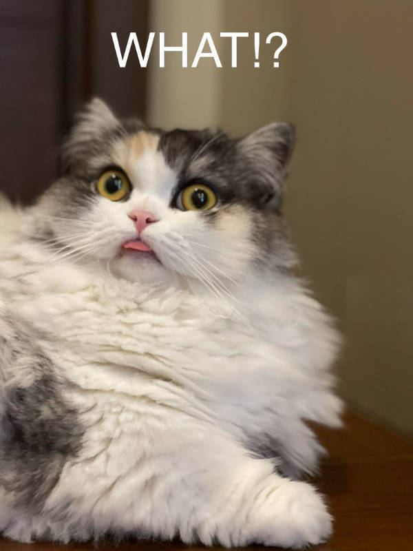 cats being absolute weirdos 37 pics 5.html - 37 HD Photos | Premium Gallery 2026