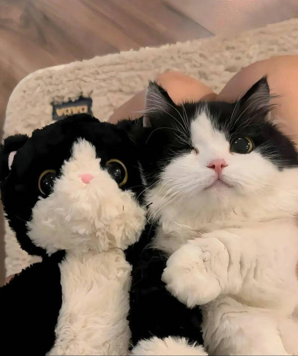 cats being absolute weirdos 37 pics 5.html - 37 HD Photos | Premium Gallery 2026